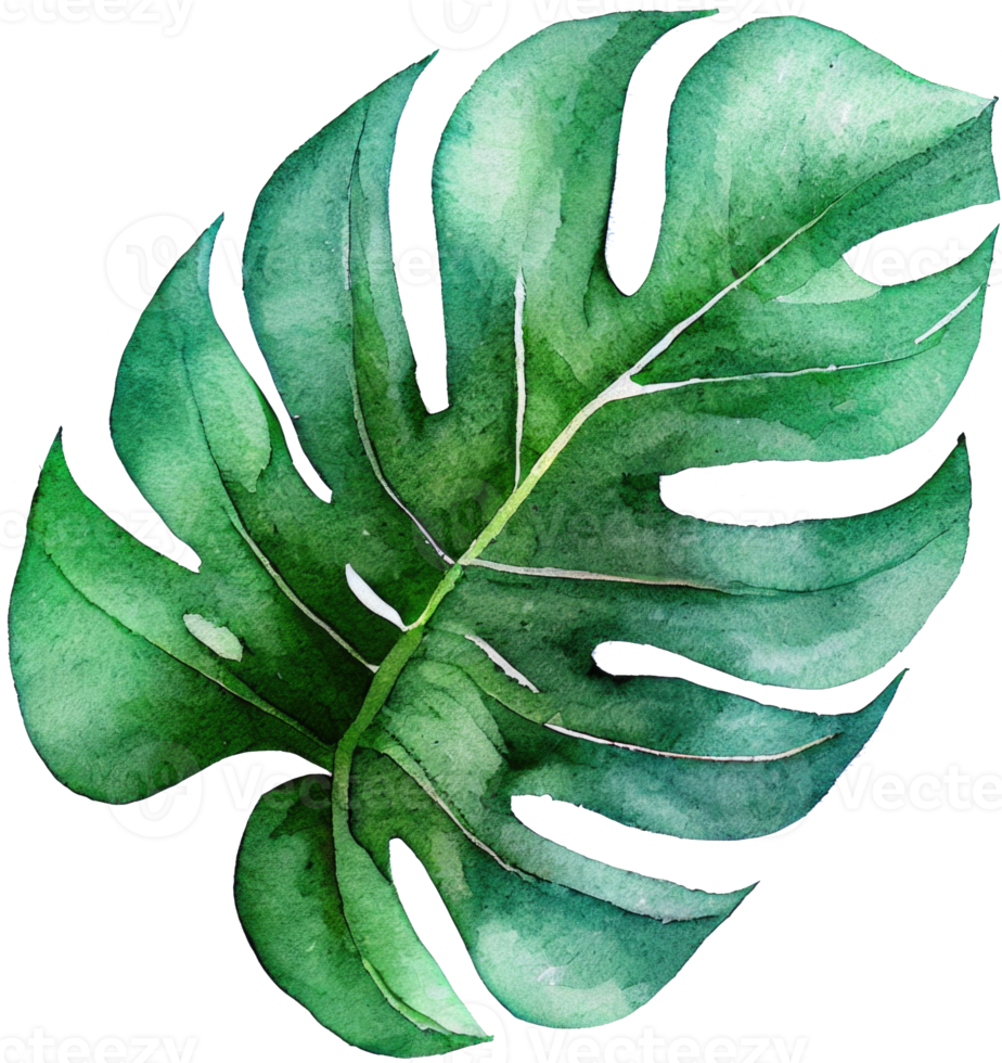 monstera blad aquarel illustratie png