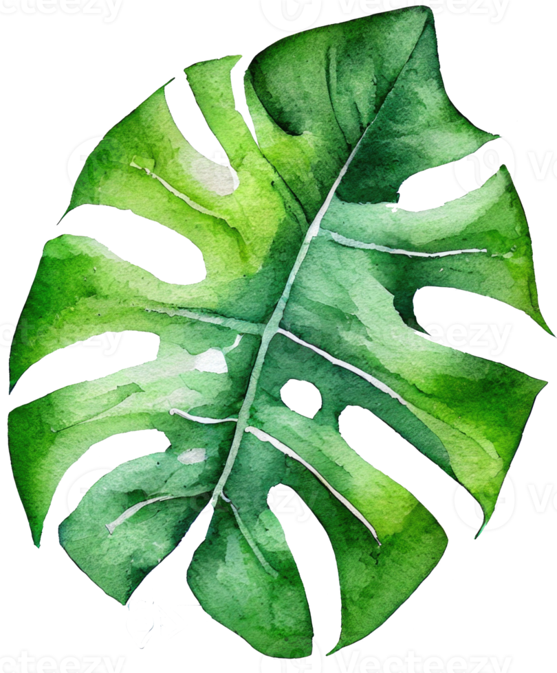 ilustração em aquarela de folha de monstera png