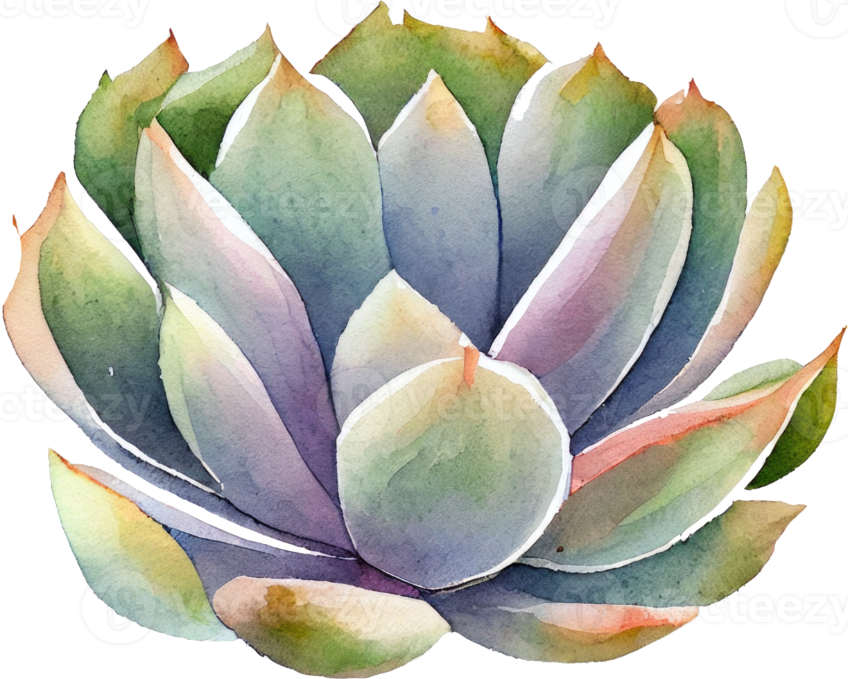 succulent aquarelle illustration png