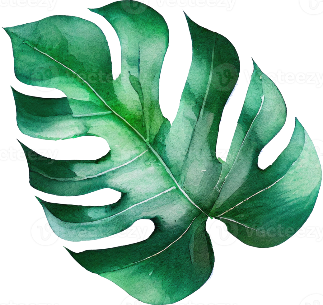 ilustración de acuarela de hoja de monstera png