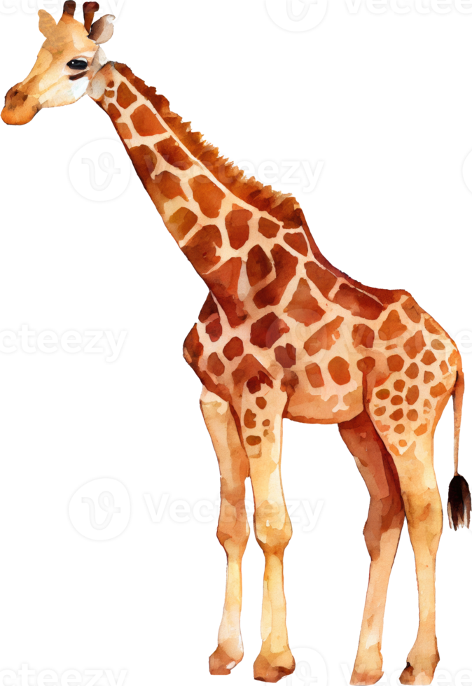 giraffe waterverf illustratie png