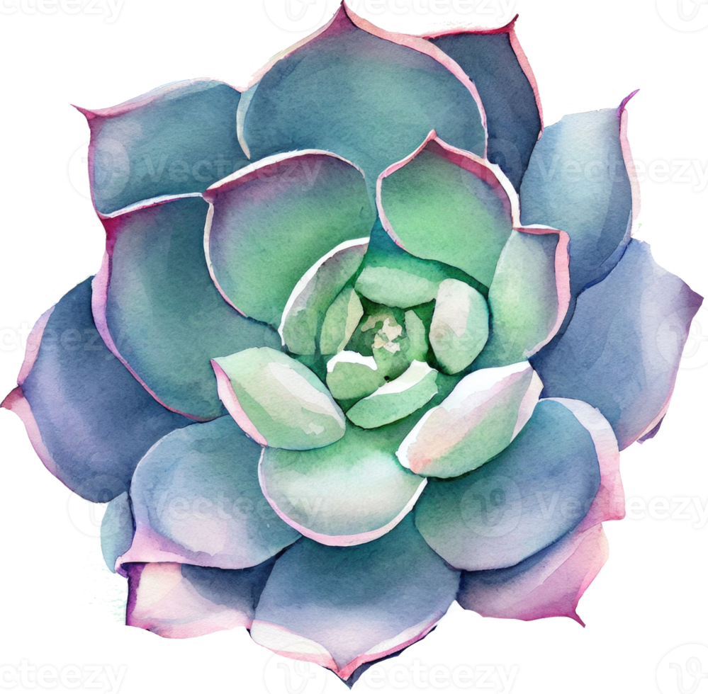 Succulent Watercolor Illustration png