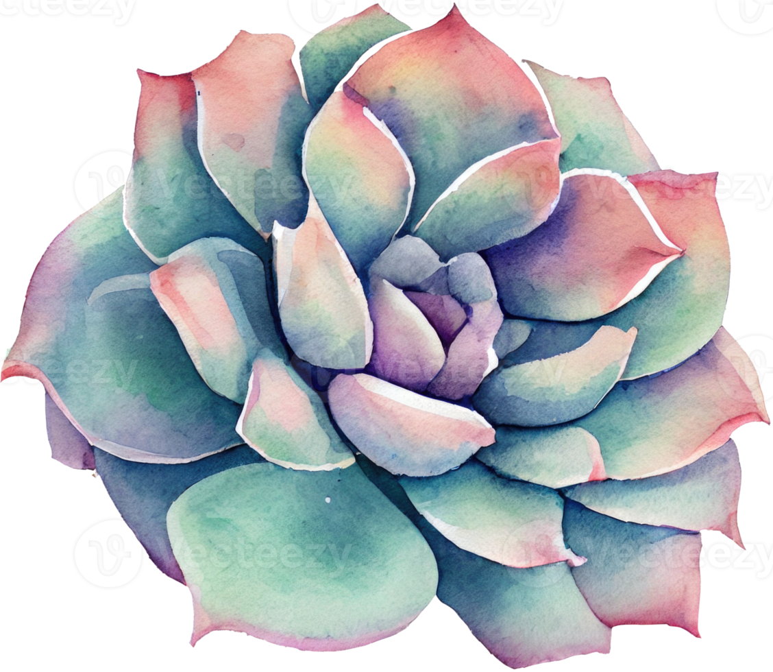 Succulent Watercolor Illustration png