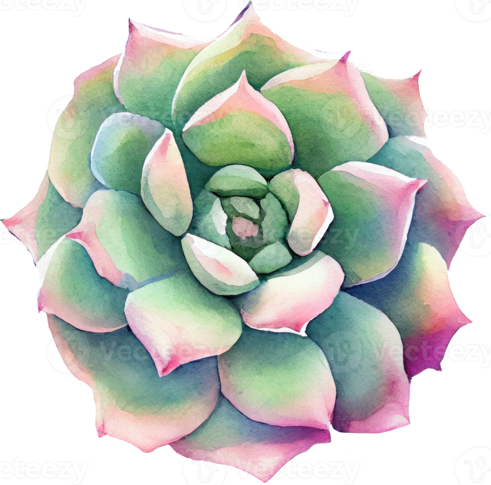 succulent aquarelle illustration png