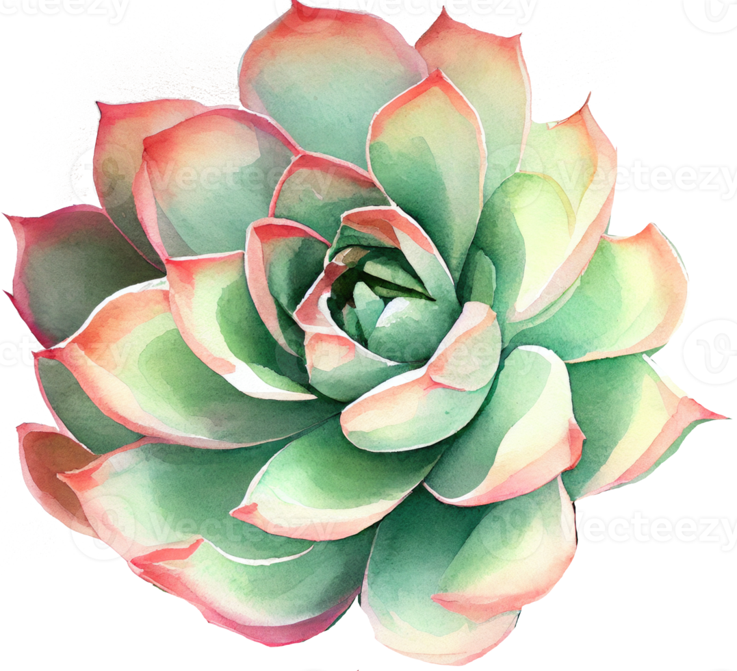 succulent aquarelle illustration png