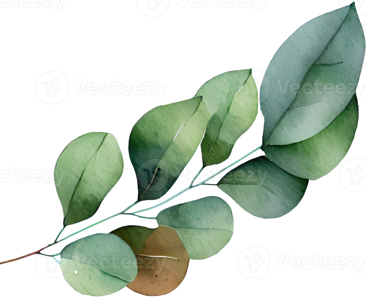 Leaf Watercolor Illustration png