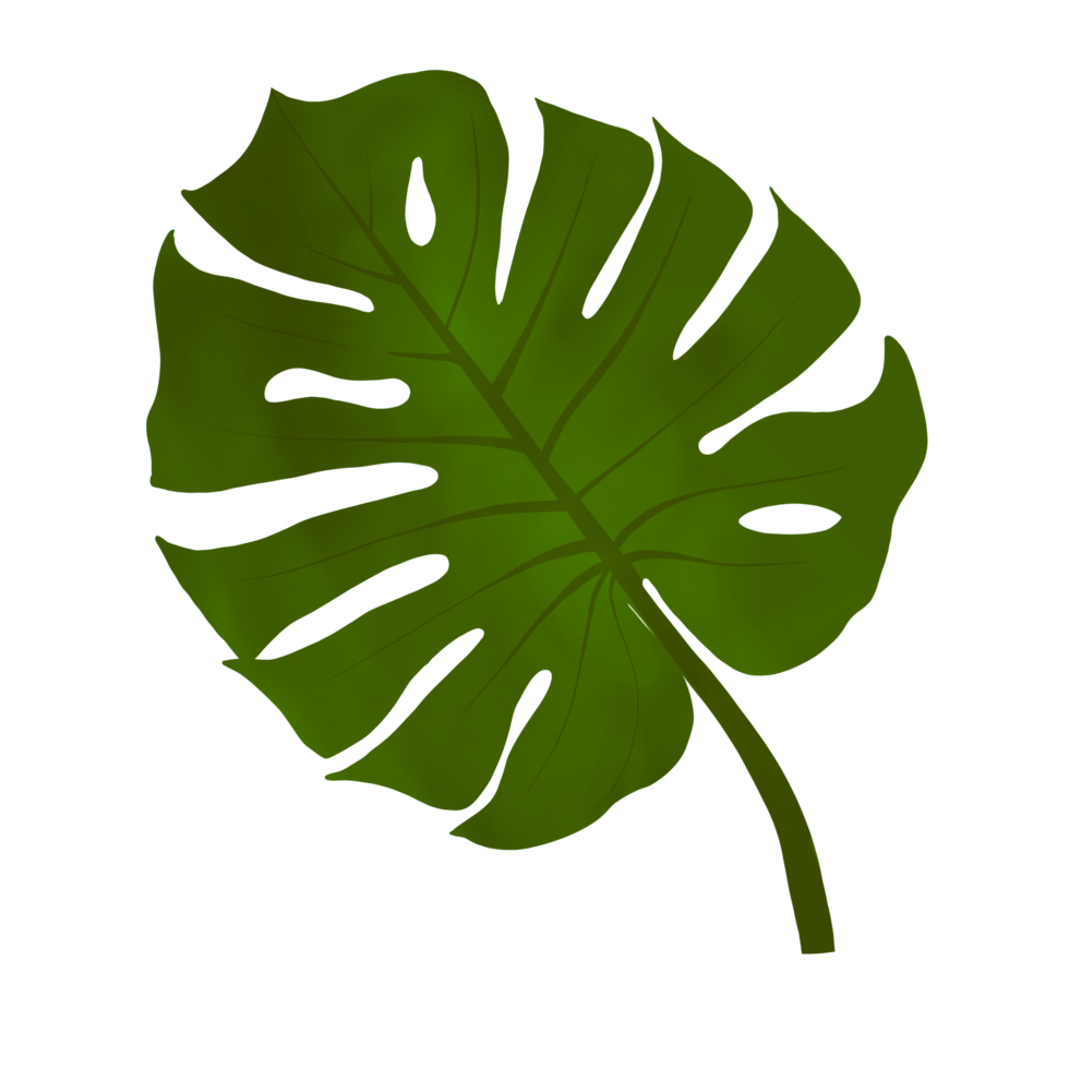 Green Monstera Leaf png