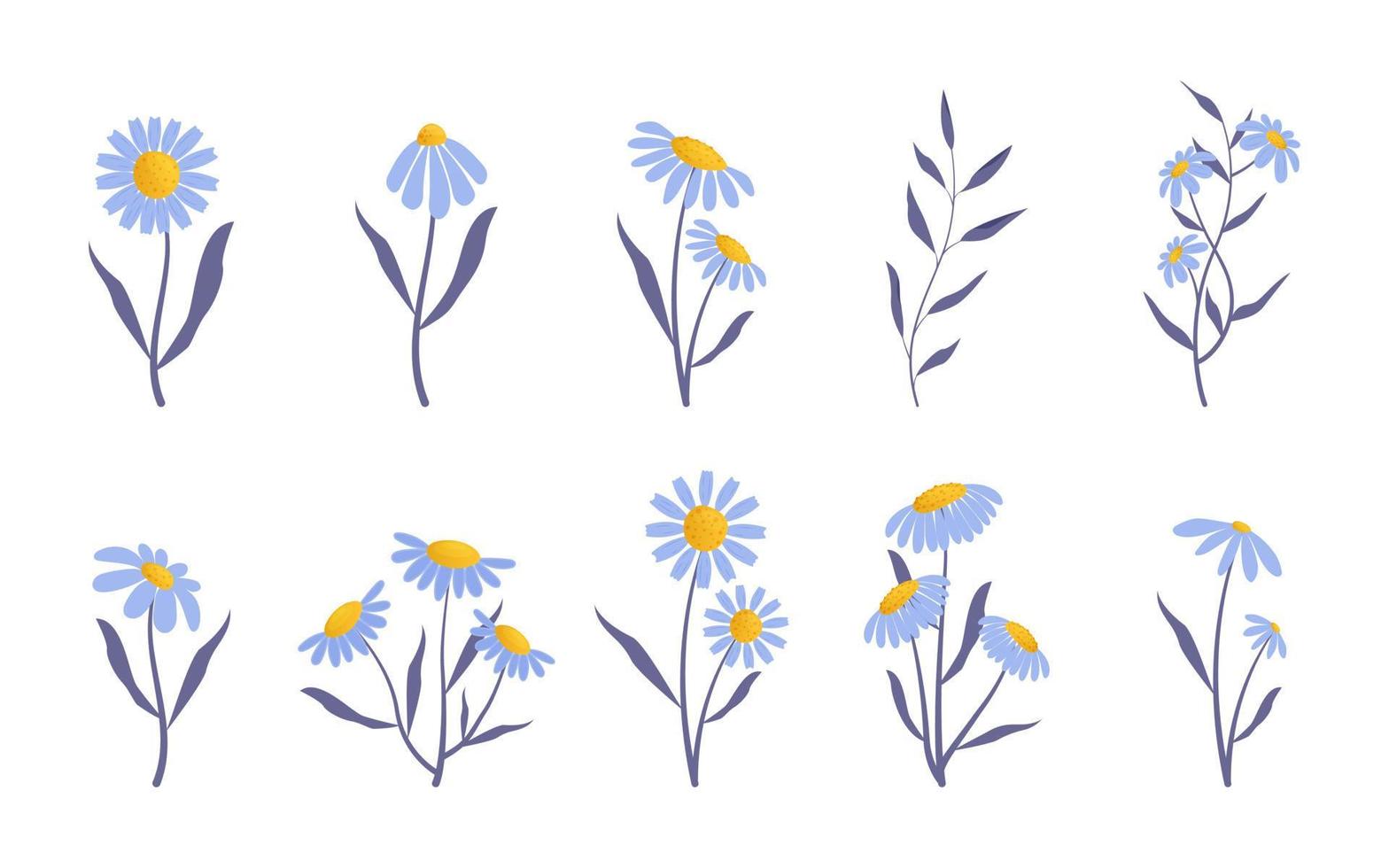 Collection of delicate daisies, on a white background vector