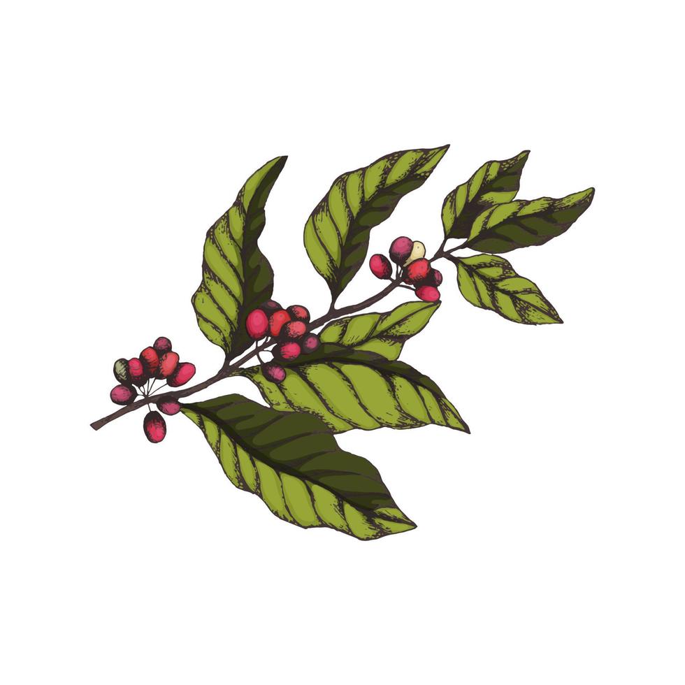 Branch of a coffee tree with ripe coffee berries in the style of engraving in color. Bright branch of coffee with leaves and fruits for packaging design, product menu, cafe and coffee shop vector