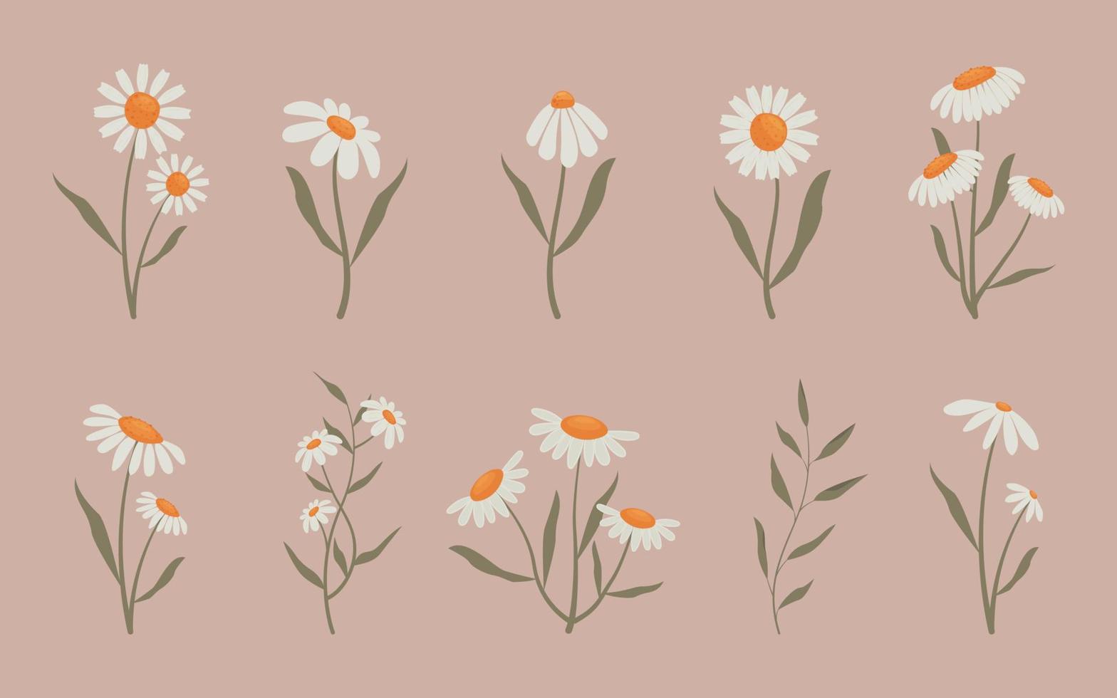 Collection of delicate flowers, vector illustration