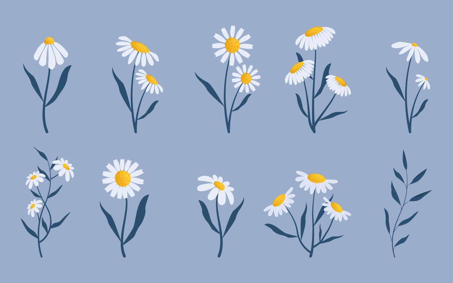 Set of vector botanical elements