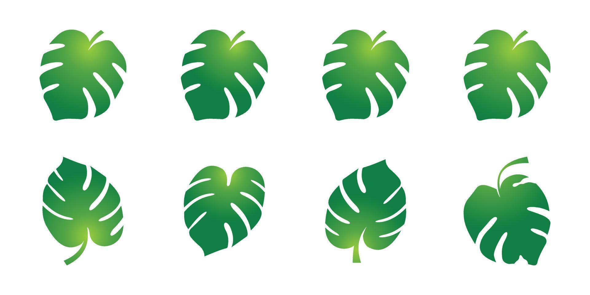 green leaf vector, Monstera tropical plant icon. vector