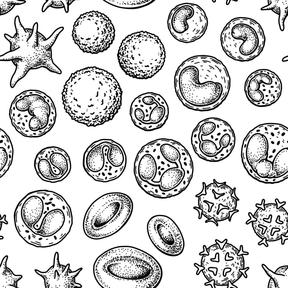 sangre células sin costura modelo. mano dibujado eritrocitos, leucocitos y plaqueta. científico biología ilustración en bosquejo estilo vector