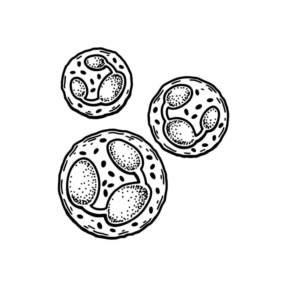 Neutrophil Leukocyte white blood cells isolated on white background. Hand drawn scientific microbiology vector illustration in sketch style