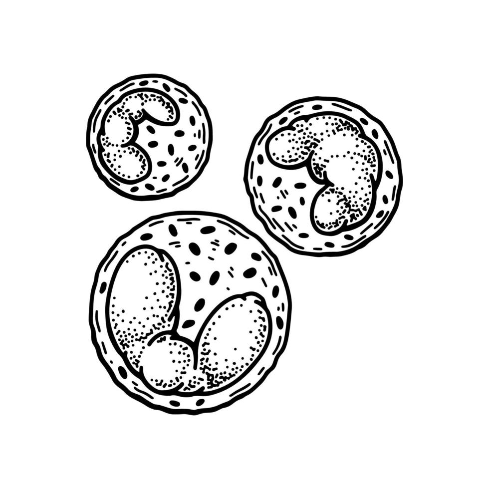 Basophil leukocyte white blood cells isolated on white background. Hand drawn scientific microbiology vector illustration in sketch style