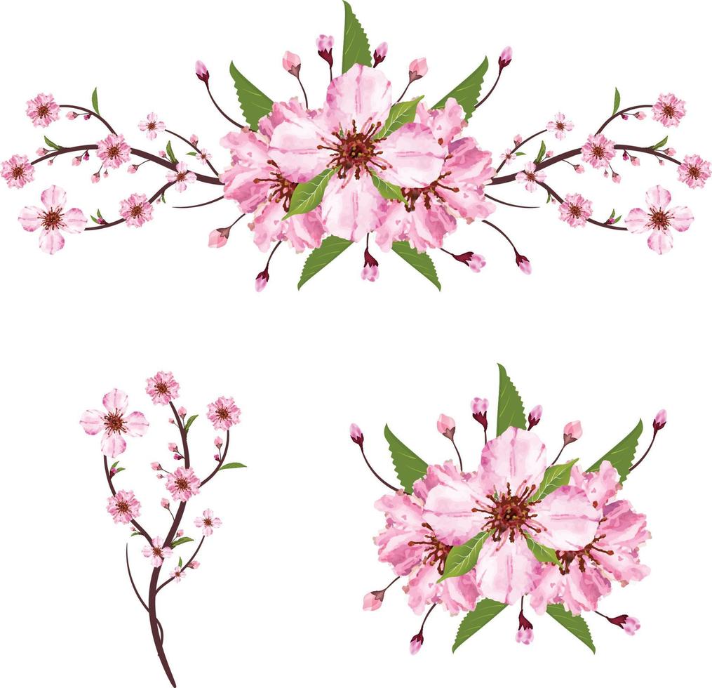 Cherry blossom with blooming watercolor Sakura flower. Realistic Sakura flower branch. Japanese Cherry blossom vector. Cherry blossom branch vector. Watercolor cherry flower illustration vector