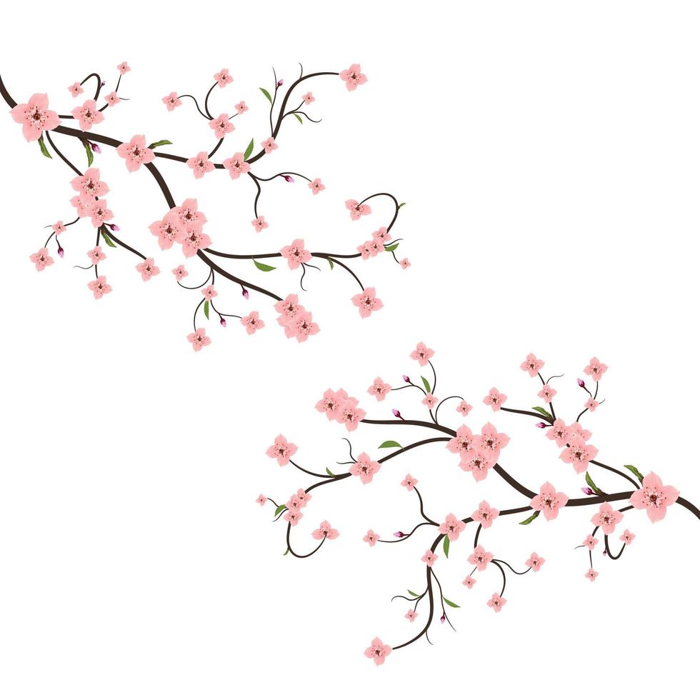 Cherry blossom with blooming watercolor Sakura flower. Realistic Sakura flower branch. Japanese Cherry blossom vector. Cherry blossom branch vector. Watercolor cherry flower vector