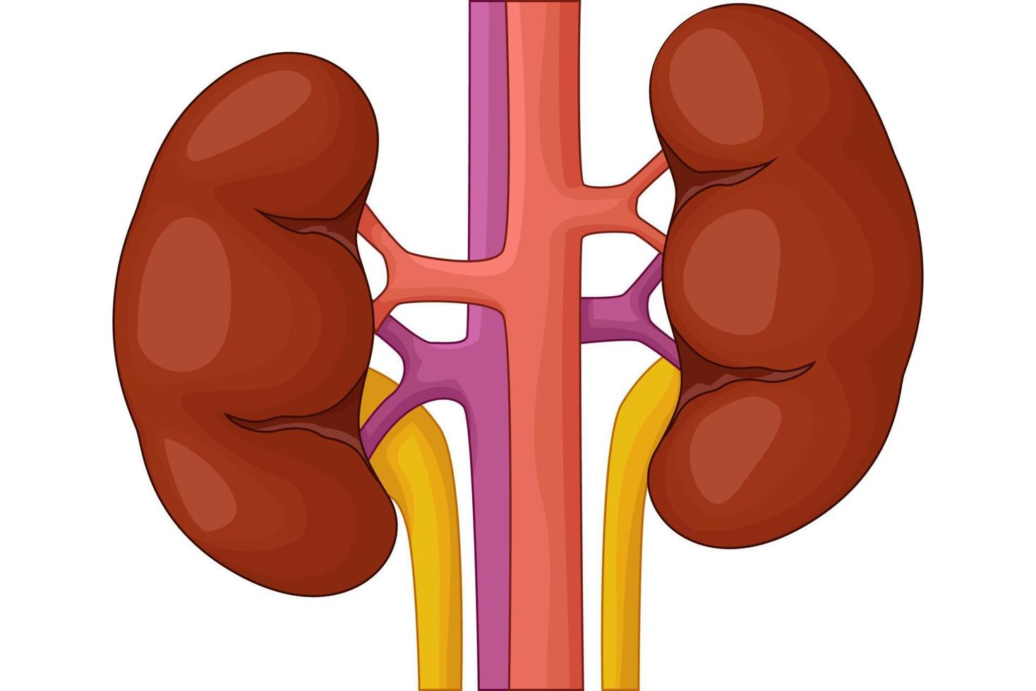 Human kidney cartoon, Vector illustration