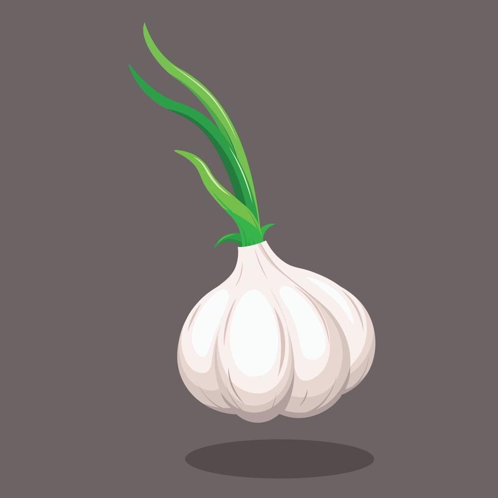 White Garlic with Green Leave Vector Illustration