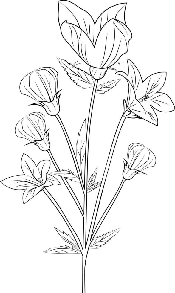 Realistic flower coloring pages, Illustration bellflower drawing, blossom flower drawing. flower coloring page for adults and children, sketch art, pencil drawing flowers, flower cluster drawing vector