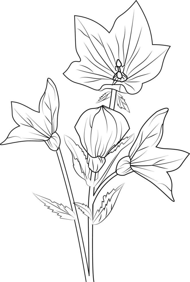 Easy flower coloring pages, Sketch Virginia bluebells drawing, Coloring pages for children, Easy flowers art hand drawing Illustration sketch contour bouquet of artistic, bellflower pencil art. vector
