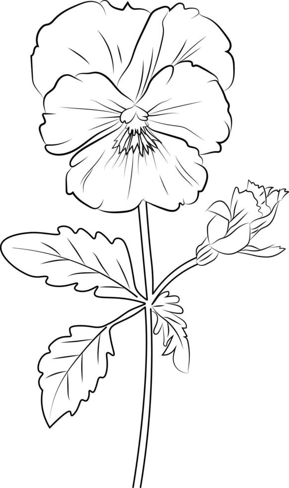 Pansy flower art, vector illustration of a font view pansy flower, in hand-drawn botanical spring elements natural collection line art for coloring page, Realistic flower coloring pages, pansy flowers