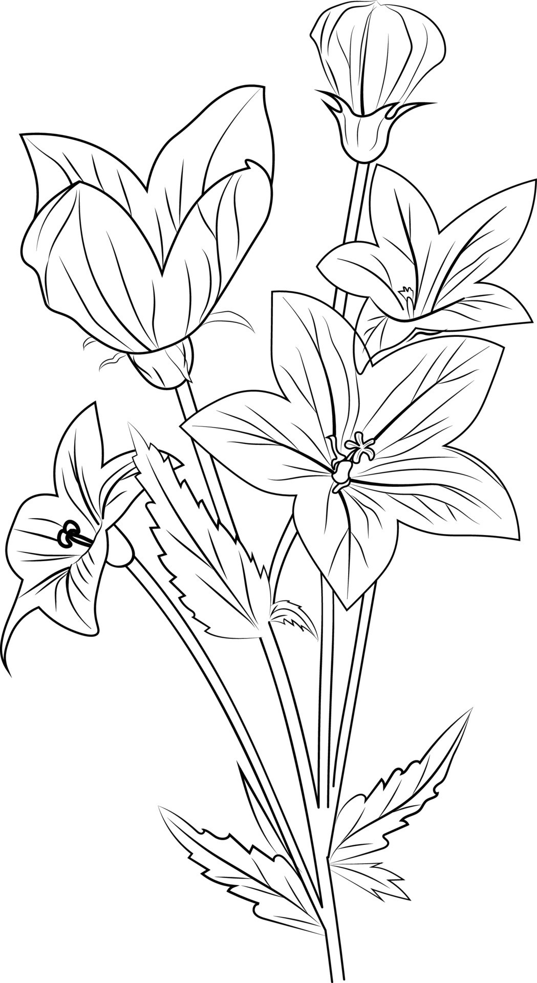 Bell Flower Sketch Illustrations & Vectors