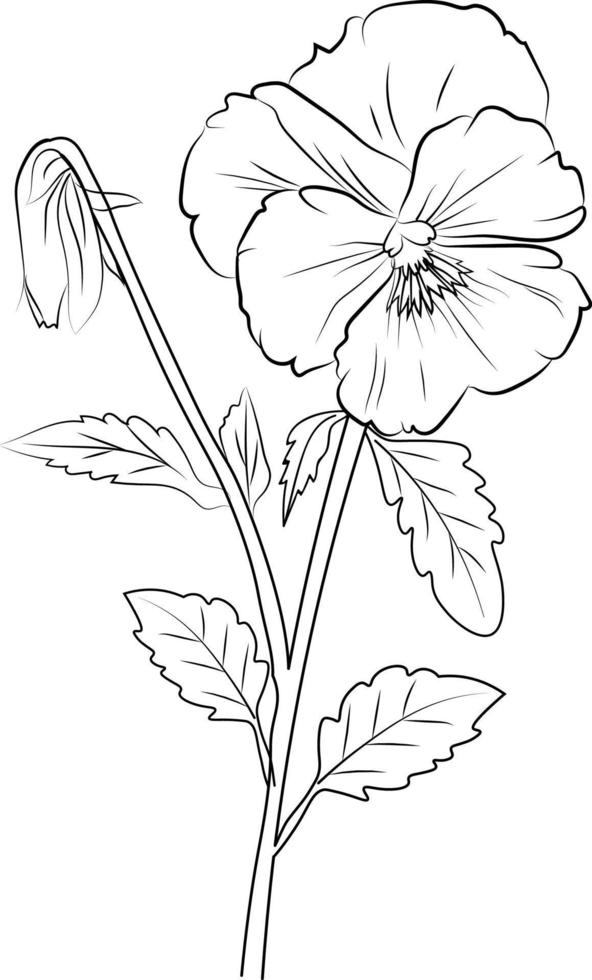 Realistic flower coloring pages, Illustration pansy flower drawing, blossom flower drawing. flower coloring page for adults and children, sketch art, pencil drawing flowers, flower cluster drawing vector