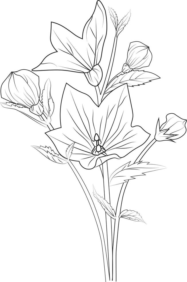 Cute flower coloring pages, Bellflower drawing, Creeping bellflower drawing, Hand drawn botanical spring elements bouquet of bellflower line art coloring page, easy flower drawing. vector