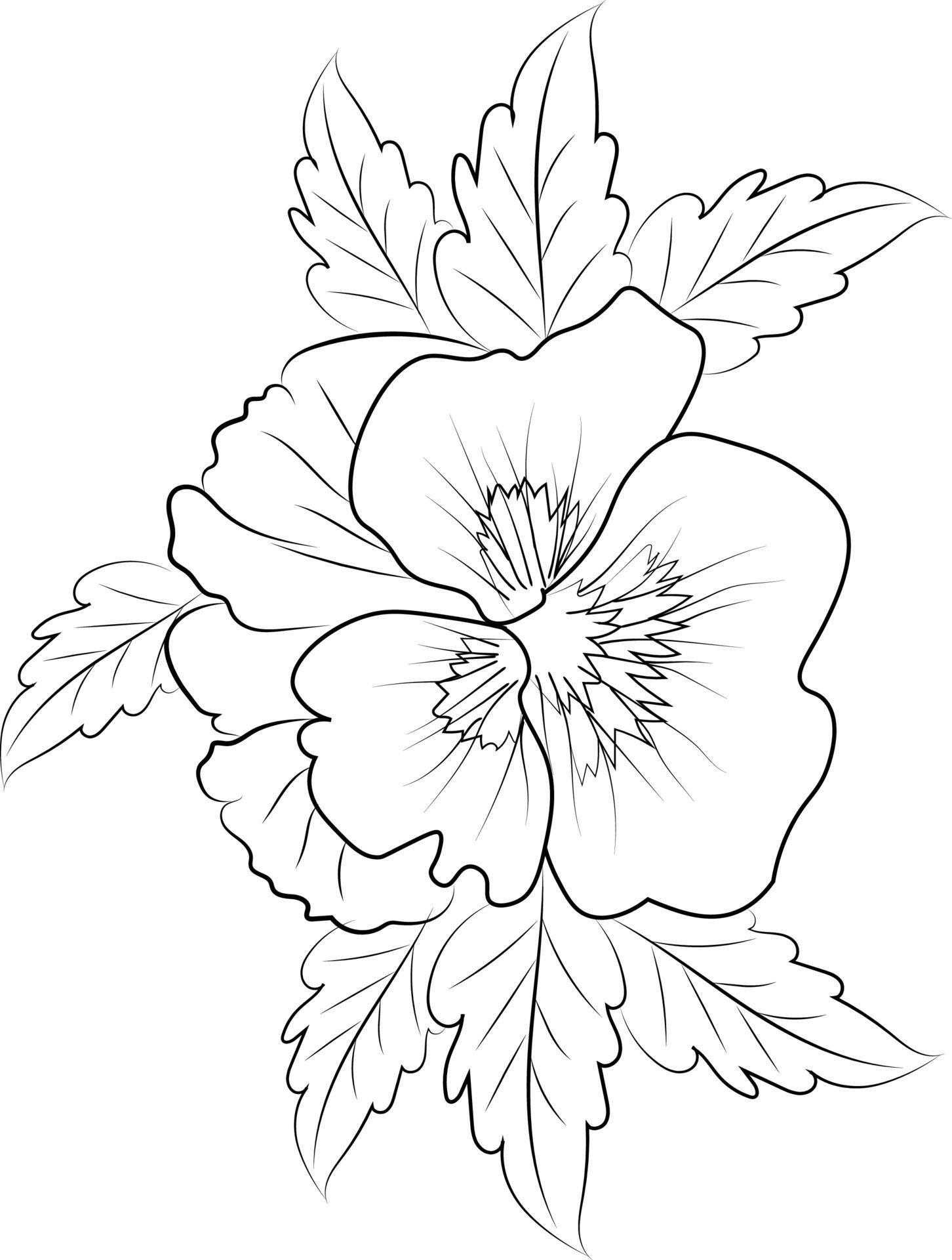 Easy flower coloring pages, Sketch Rhinegold, pancy flower, drawing