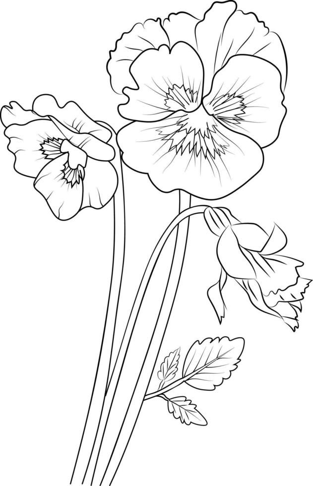 Violets Flowers Drawing