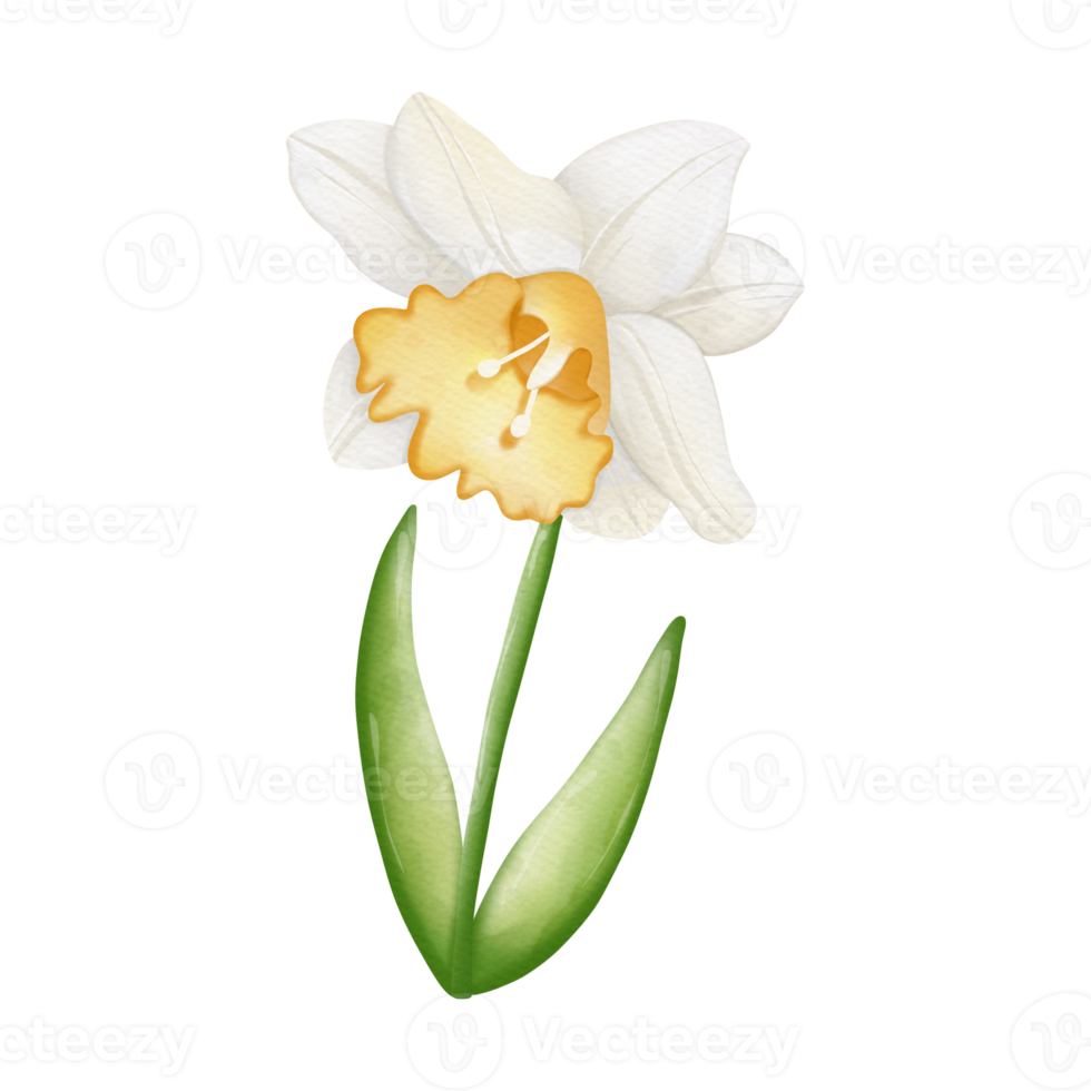 waterverf bloem, hand getekend illustratie, voorjaar seizoen png