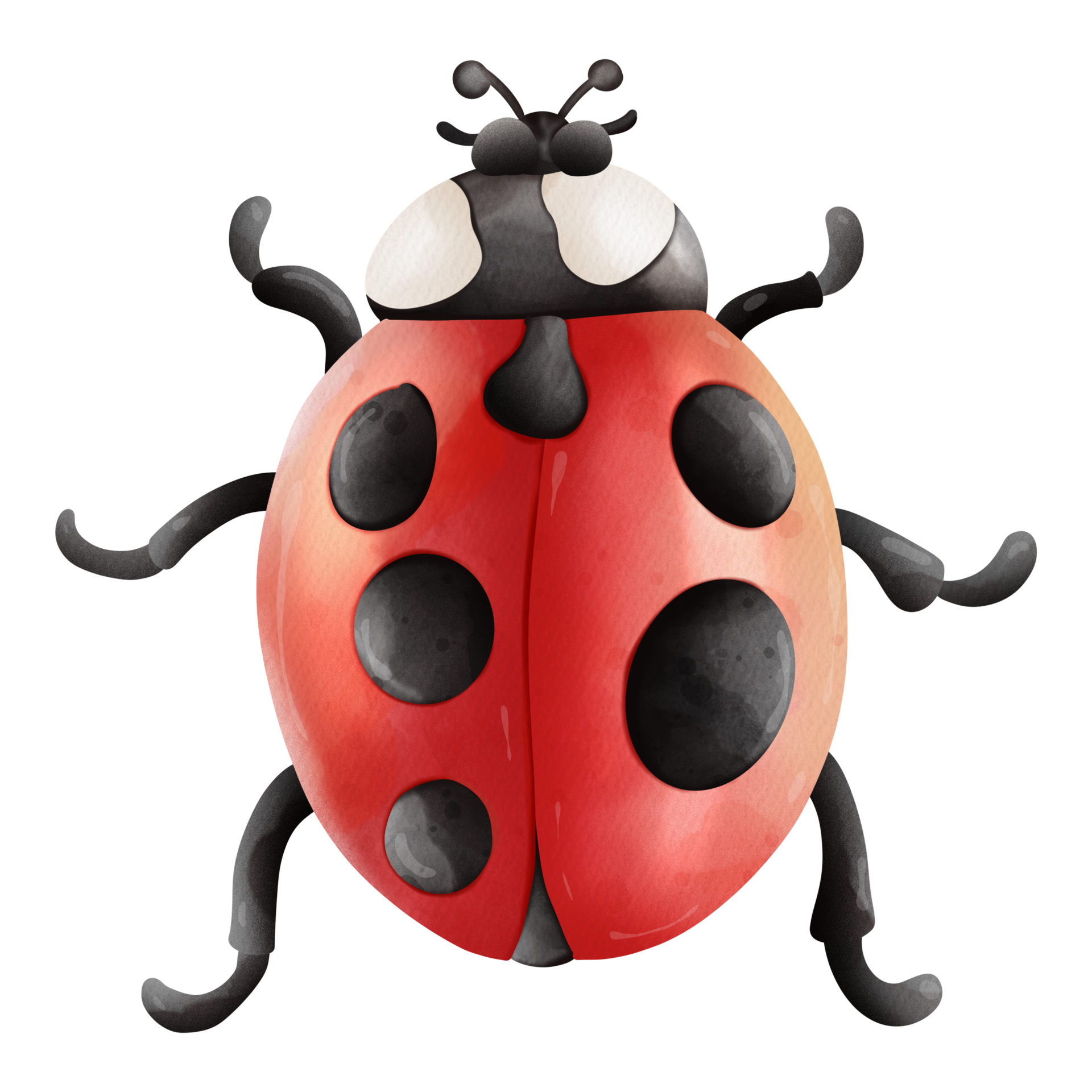 Ladybug Insect Color 12638098 PNG