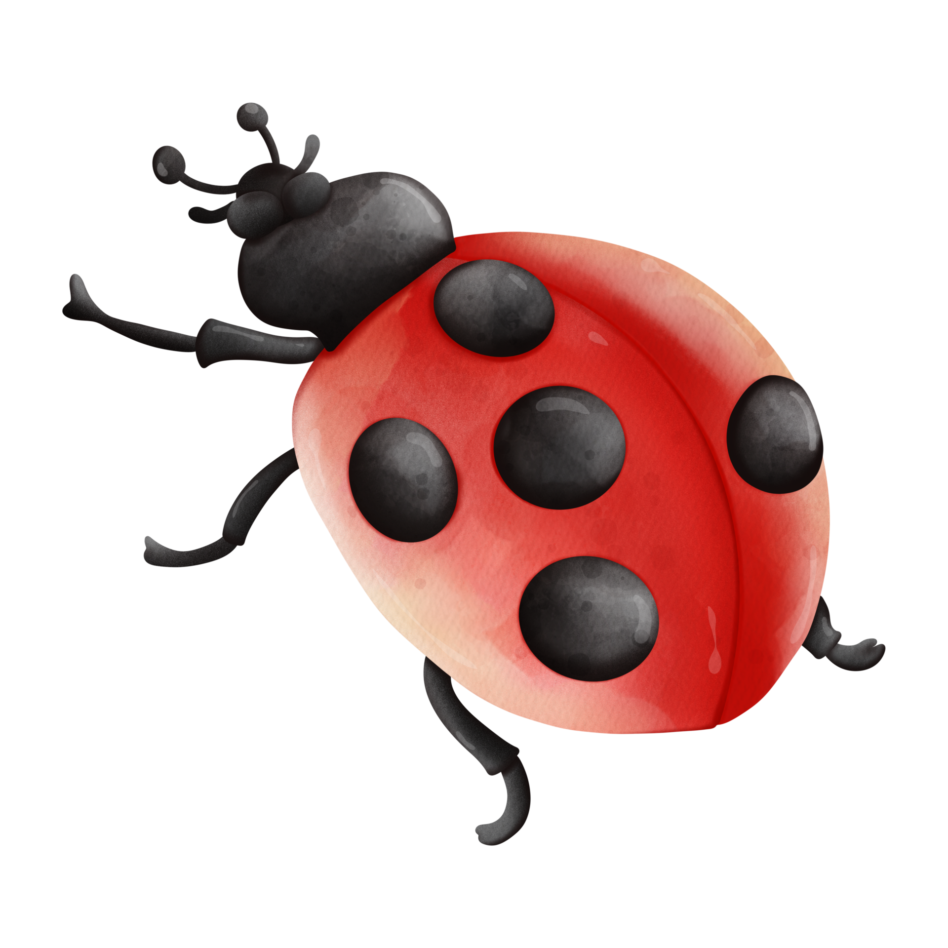 Ladybug PNG , Insect, Animal Imagem PNG e PSD Para Download Gratuito