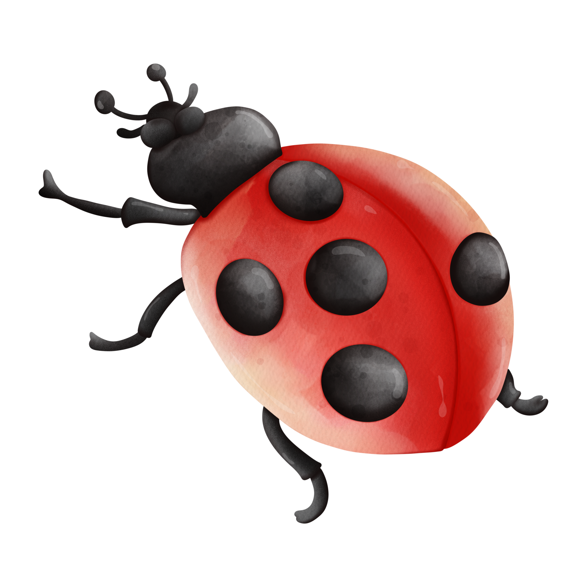 Ladybug With Water Droplets PNG Images & PSDs for Download