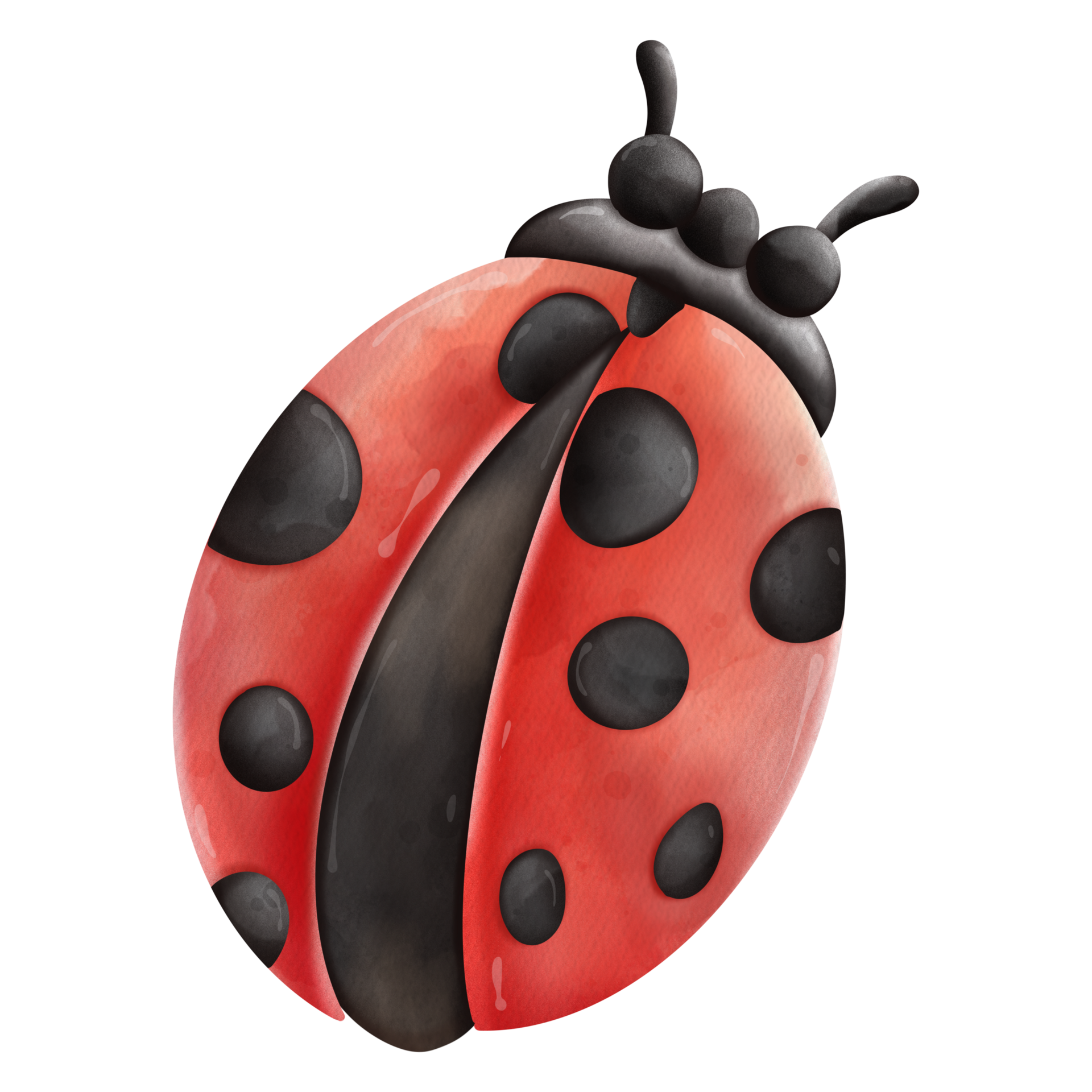 Ladybug Insect Color 12638098 PNG