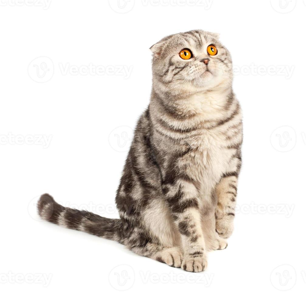 Scottish fold cat photo
