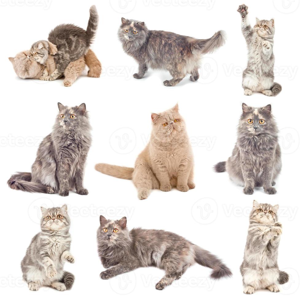 Cats on white background photo