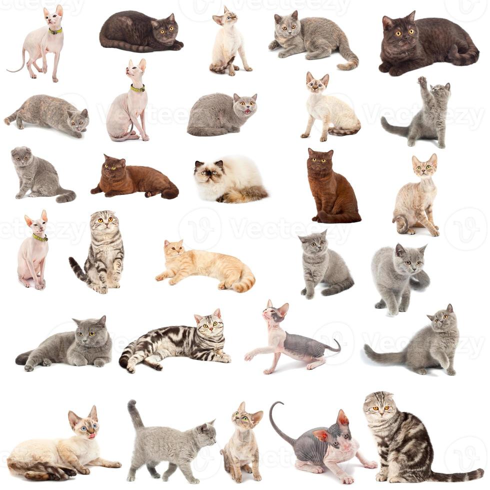 Collection of a cats photo