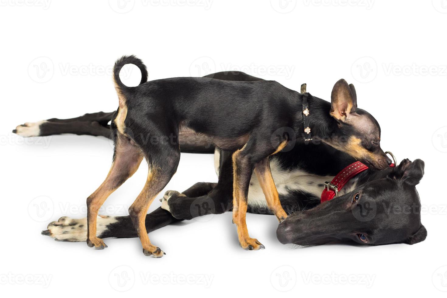 Toy dog and Greyhound photo