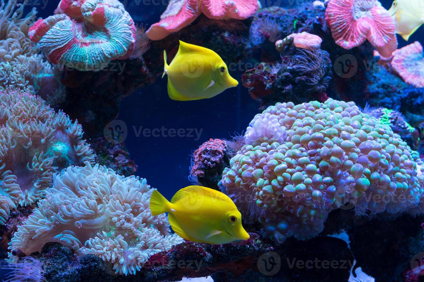 Bright fish swim in the aquarium photo