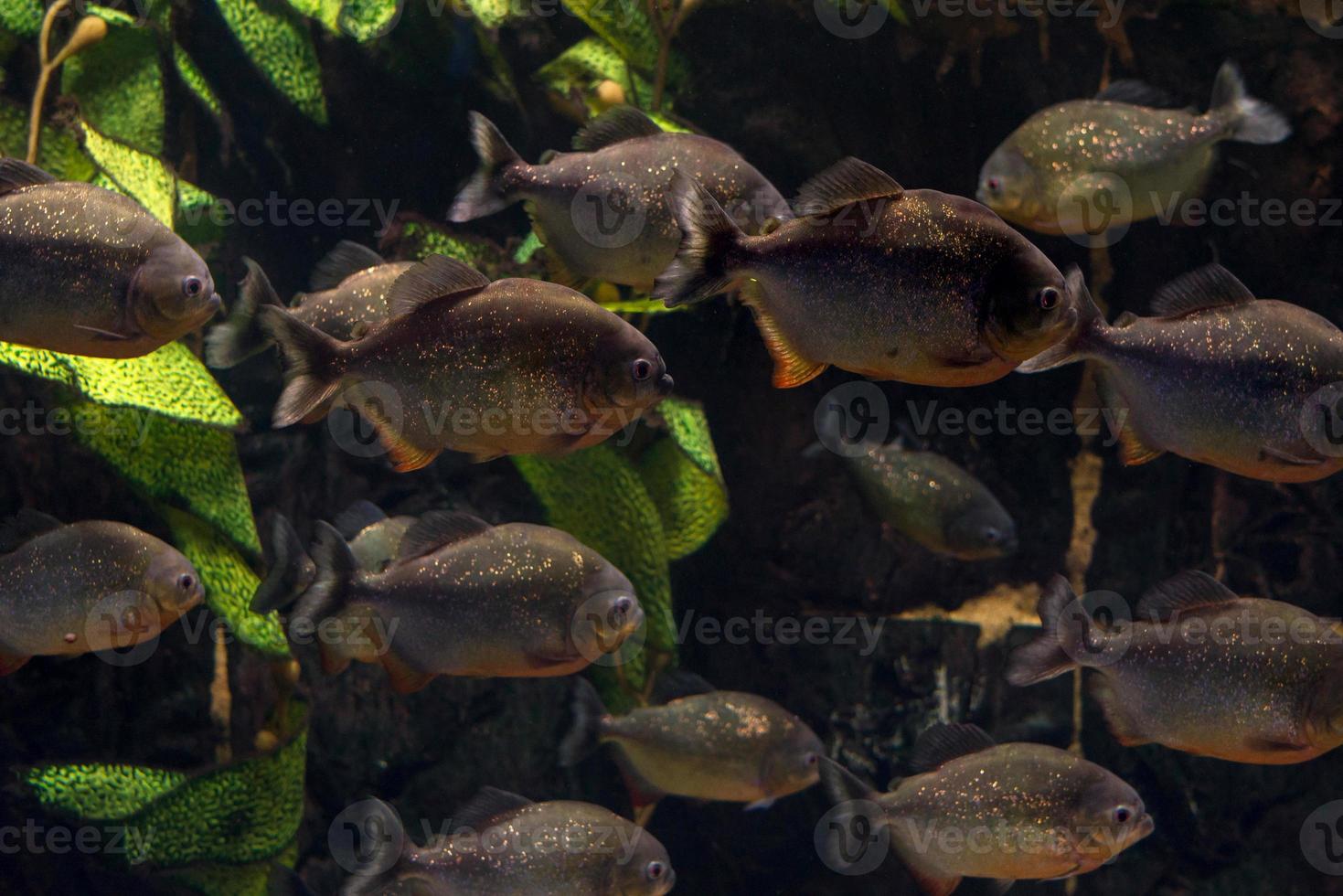 Group of piranhas floating in an aquarium photo