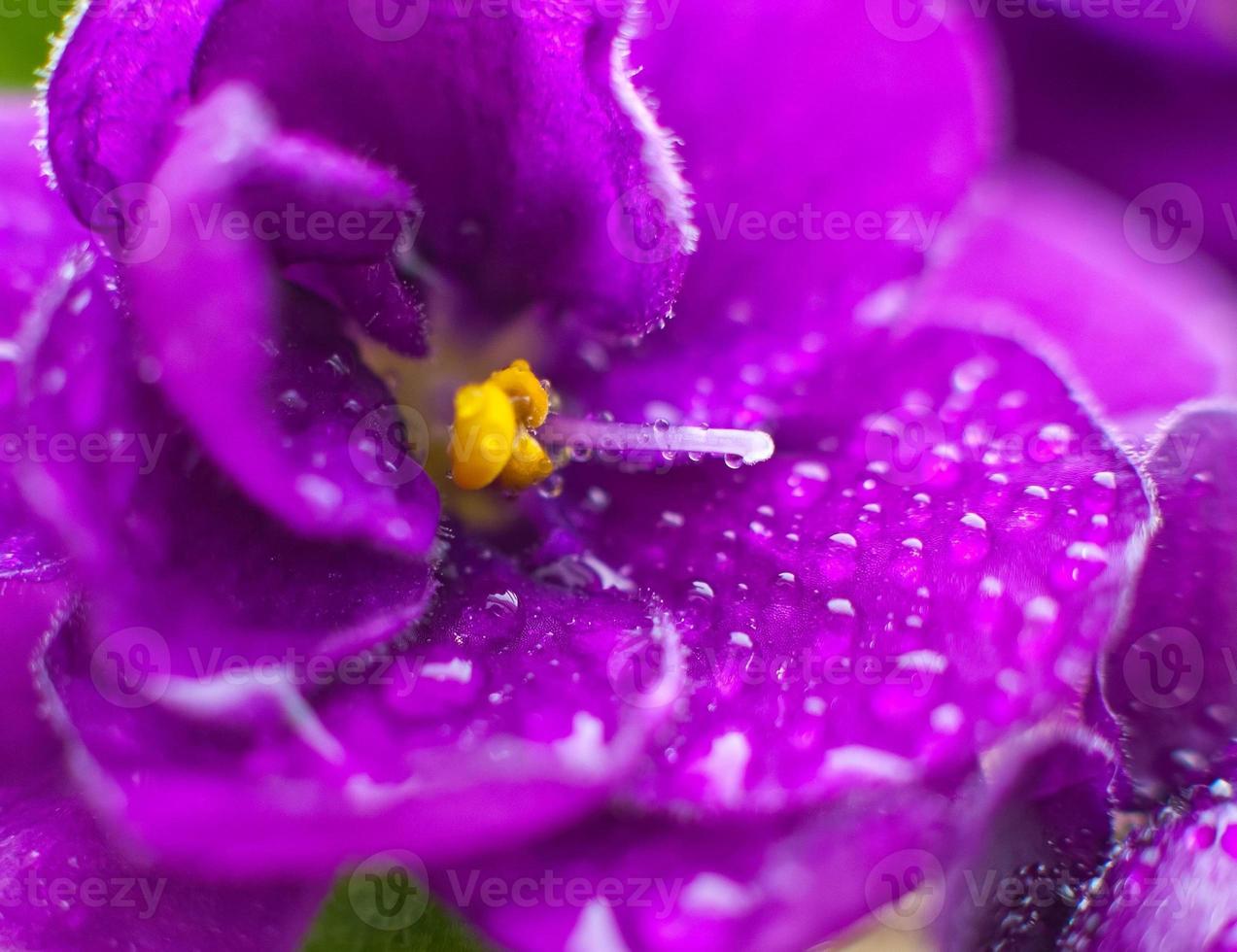Close up of Violet with dew. photo
