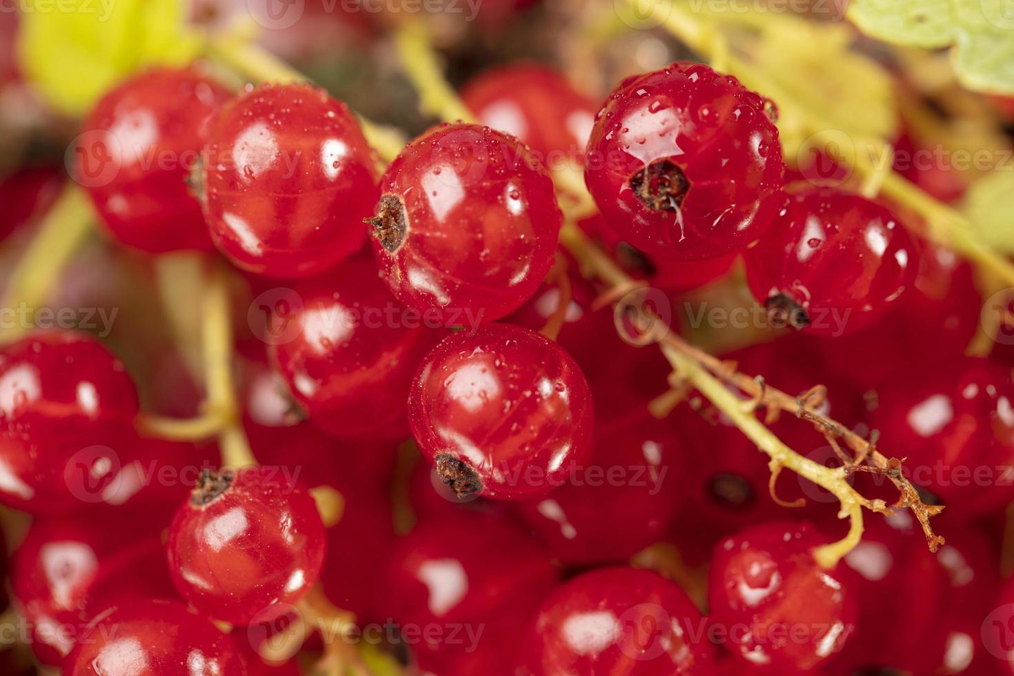 Berries of red currant close-up. Clusters of currant. photo