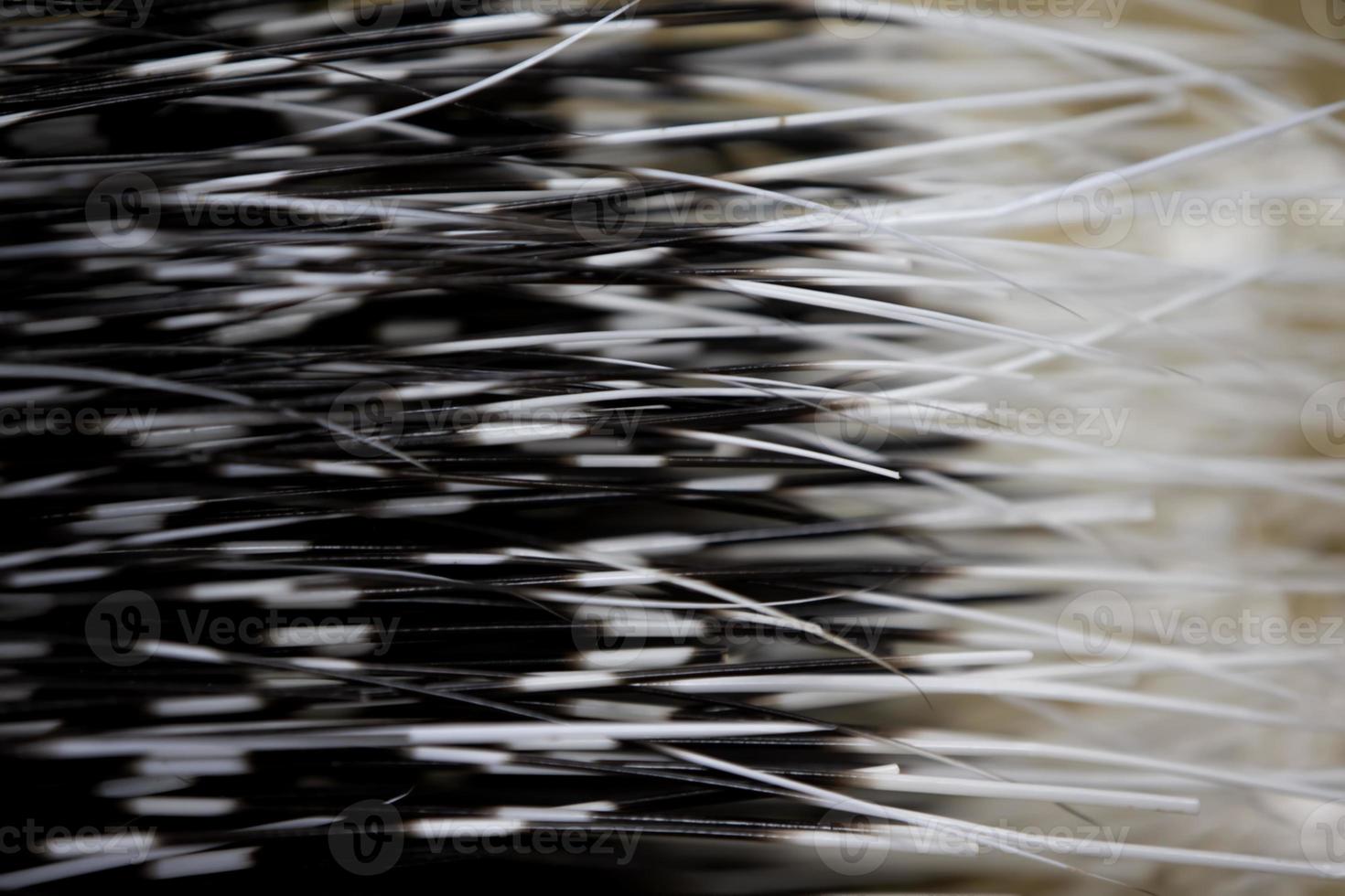 textura desde el pluma cola de un puerco espín. foto