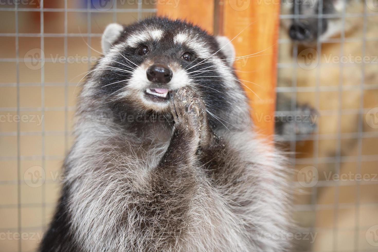 Funny raccoon in the petting zoo. photo
