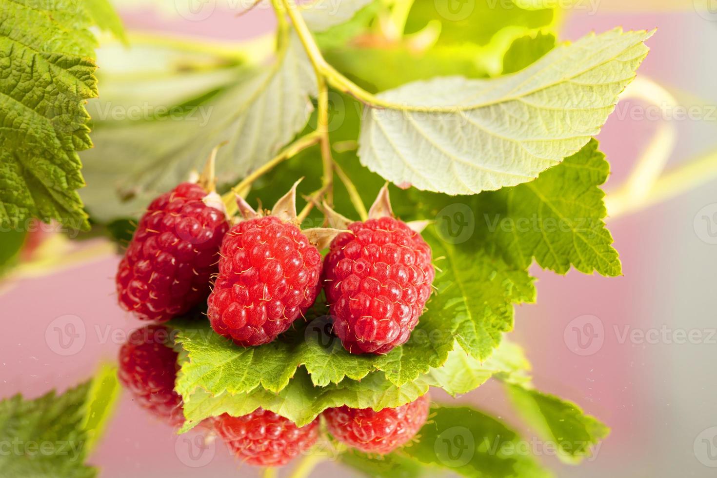 Raspberries with green leaves close-up. photo