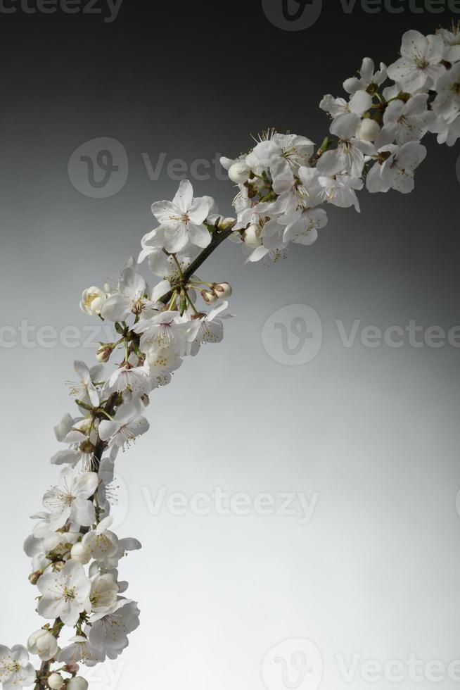A branch of a blossoming apple tree on a gray gradient. photo
