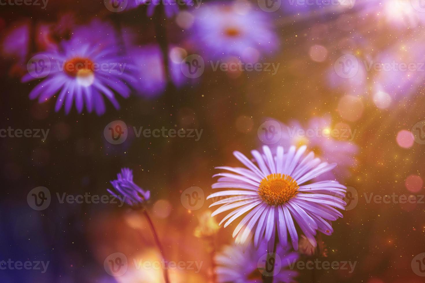 Delicate field purple flowers in the rays of the setting sun, golden dust spots bokeh. Natural ecological background. Flower blossom bloom. photo