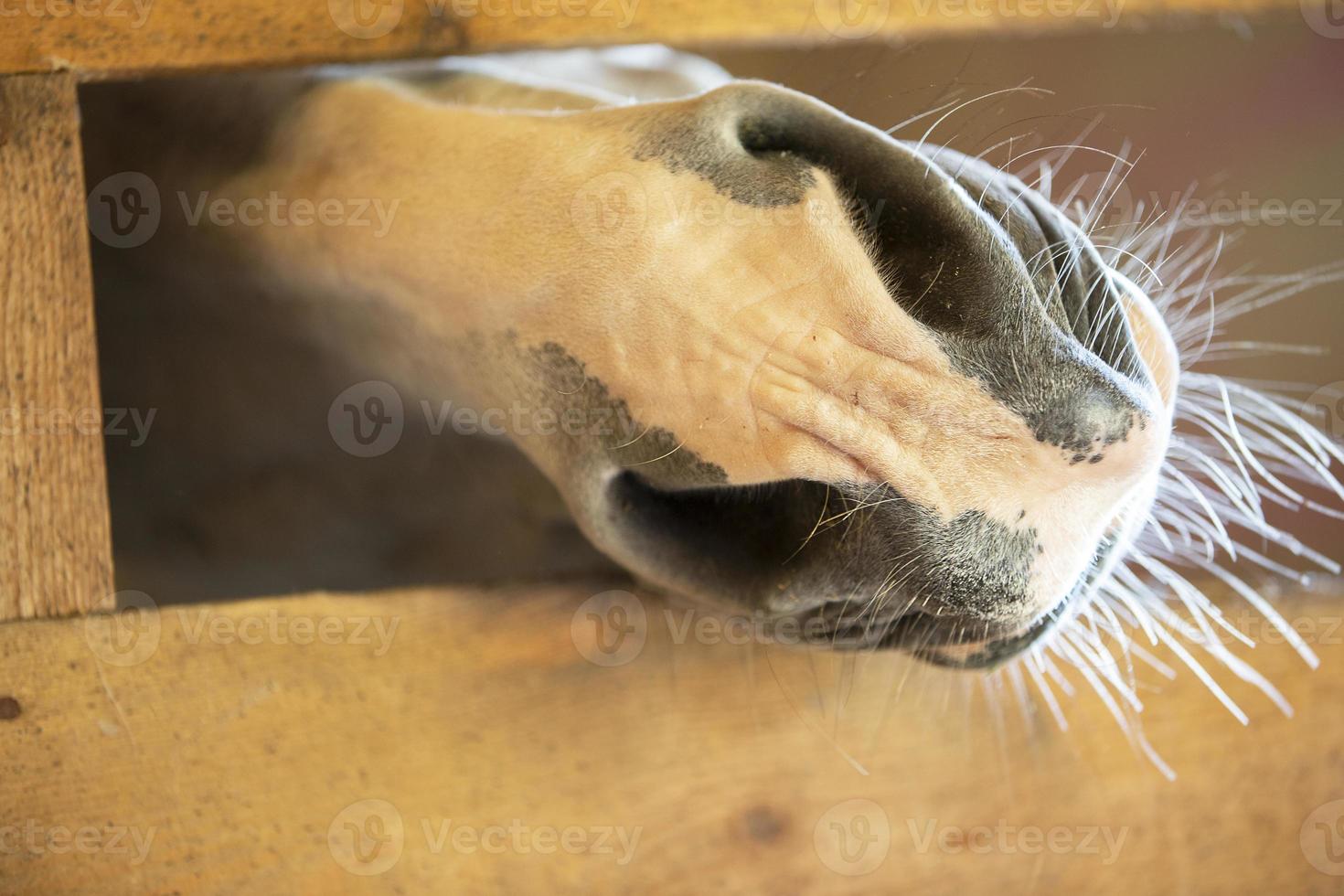 The muzzle of a horse climbs out of a wooden fence. photo